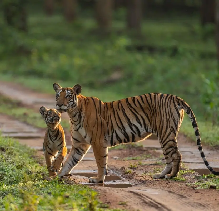 South India Luxury Wildlife Expedition | 14 Days Private Safari Tour