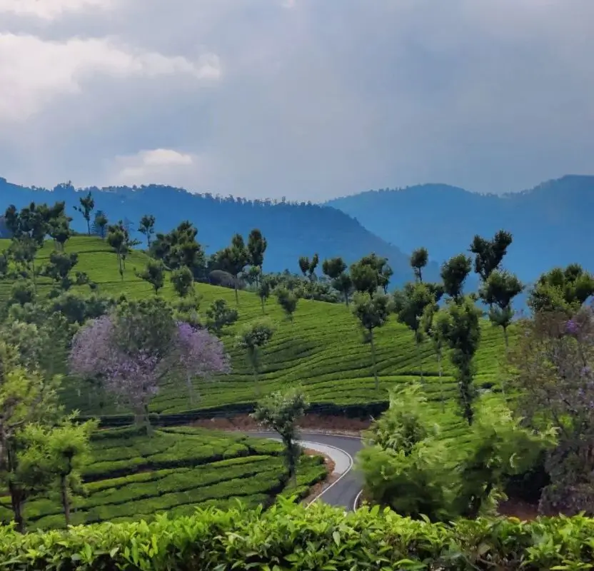 Luxury Nilgiri Mountains & Tea Estates Tour | 9 Days Private Holiday