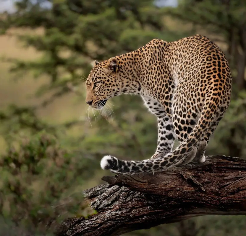 Luxury Udaipur & Jawai Tour with Palaces, Lakes & Leopard Safaris