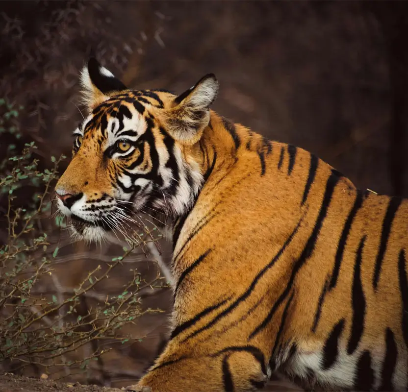 Magnificent Rajasthan Tour with Taj Mahal & Wildlife