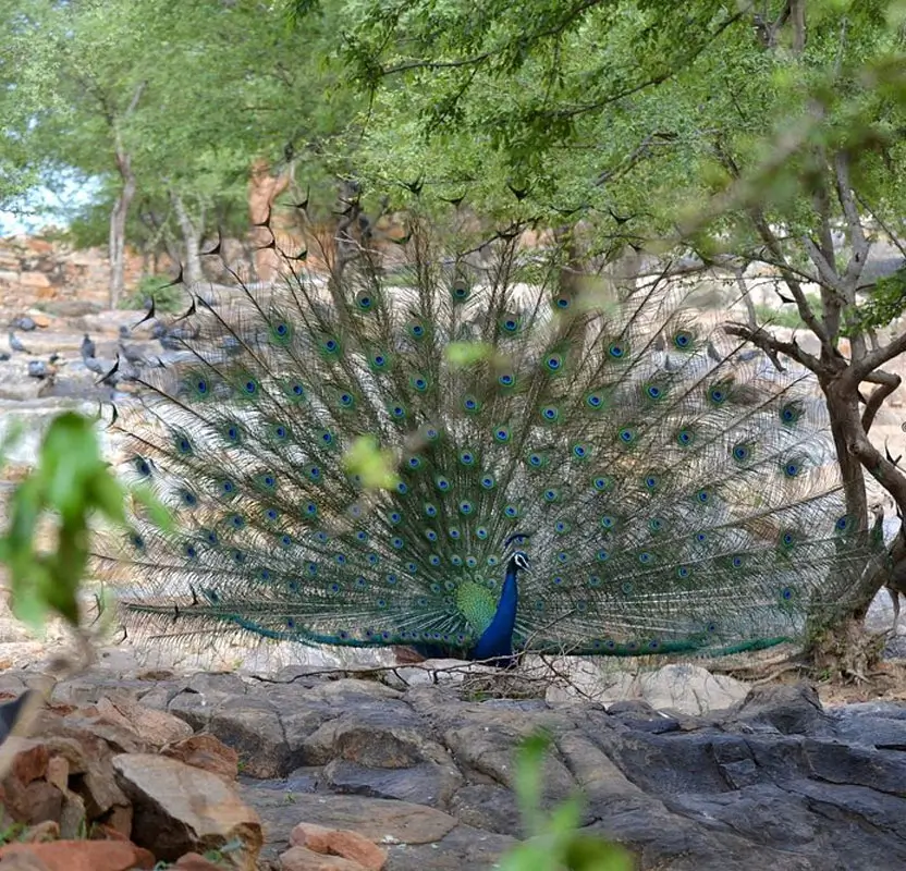 Rajasthan Rural Village Tour – 15 Days of Villages, Forts, Havelis & Countryside Life