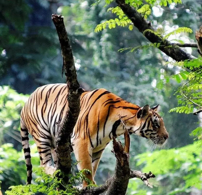 South India Luxury Wildlife Expedition | 14 Days Private Safari Tour