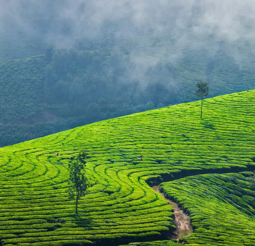 Golden Triangle Tour with Kerala