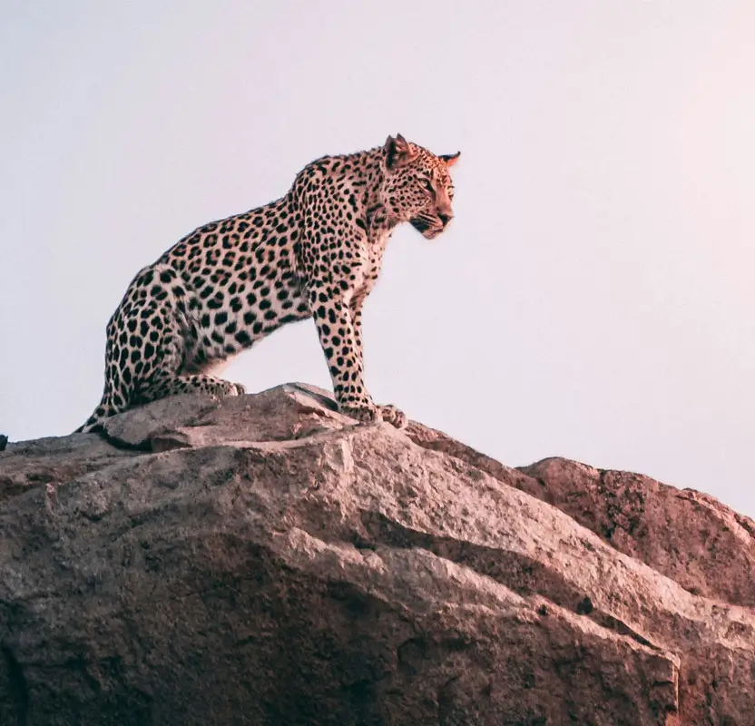 Golden Triangle Tour with Suján Jawai | Ultra-Luxury Safari & Heritage Experience