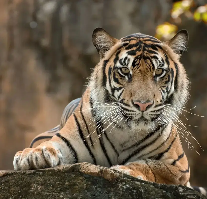 Magnificent Rajasthan Tour with Taj Mahal & Wildlife