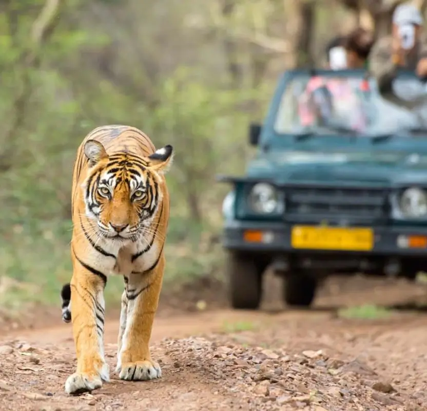 Luxury Rajasthan Wildlife Tour with Ranthambore & Jawai Leopard Safari | 11 Days Private Safari Journey