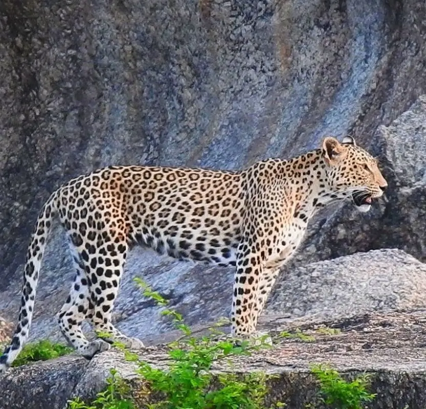 Luxury Rajasthan Wildlife Tour with Ranthambore & Jawai Leopard Safari | 11 Days Private Safari Journey
