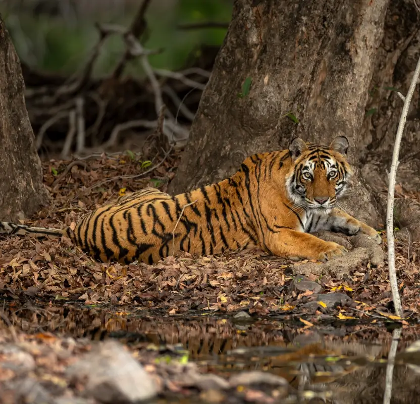 luxury-india-photography-tour-palaces-wildlife