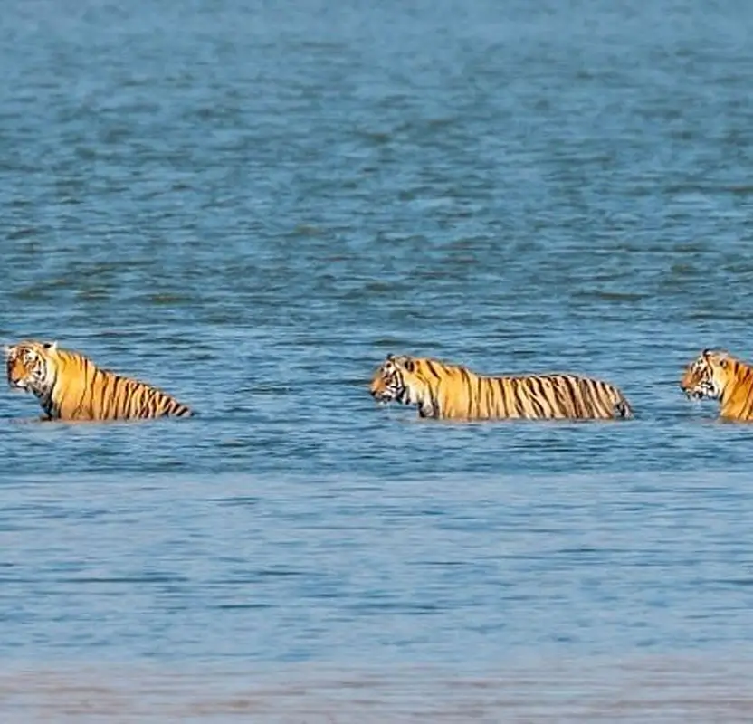 Central India Tiger Safari Tour