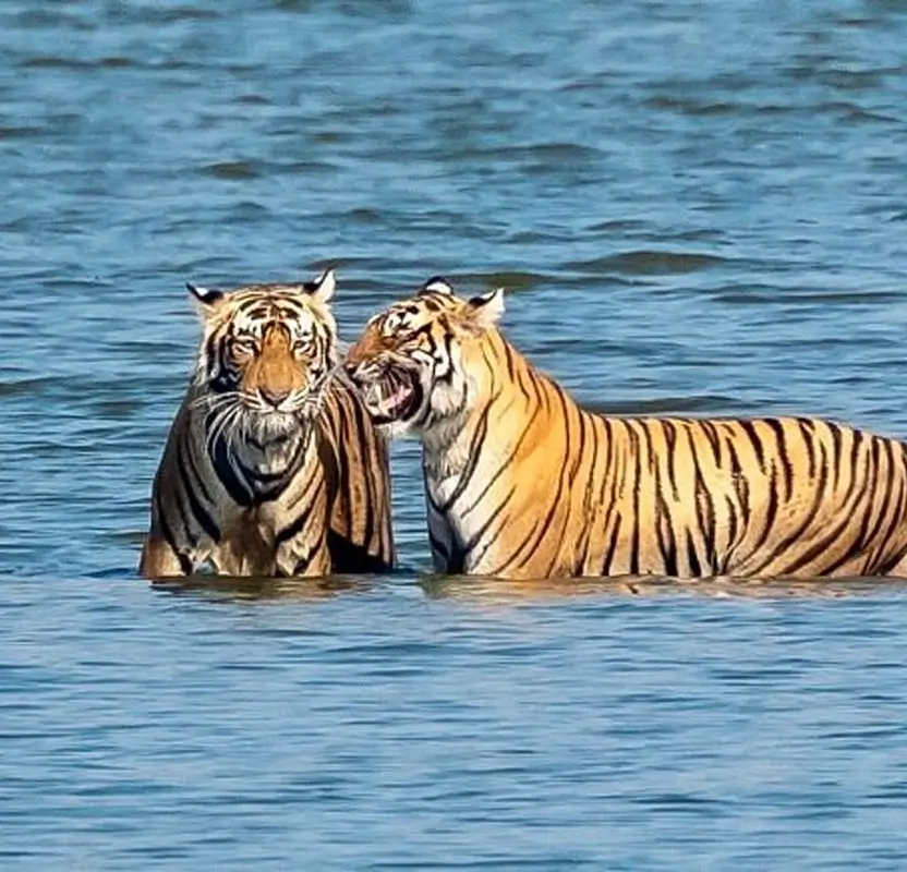 India Wildlife Photography Tiger Safari