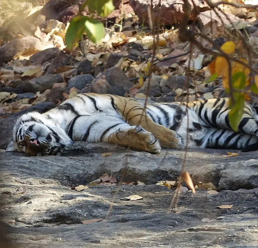 Central India Tiger Safari Tour
