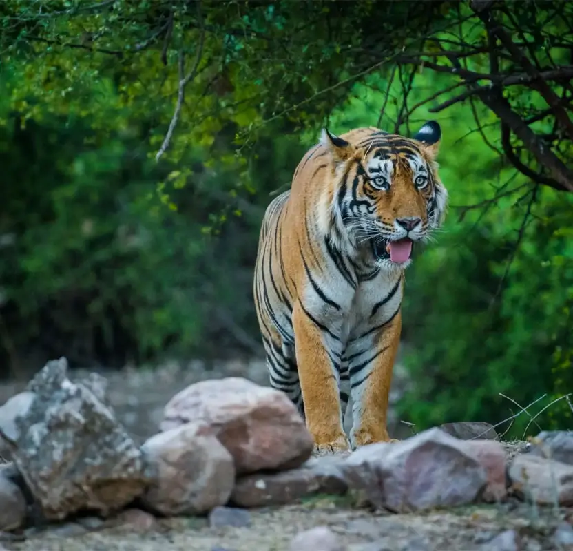 Magnificent Rajasthan Tour with Taj Mahal & Wildlife