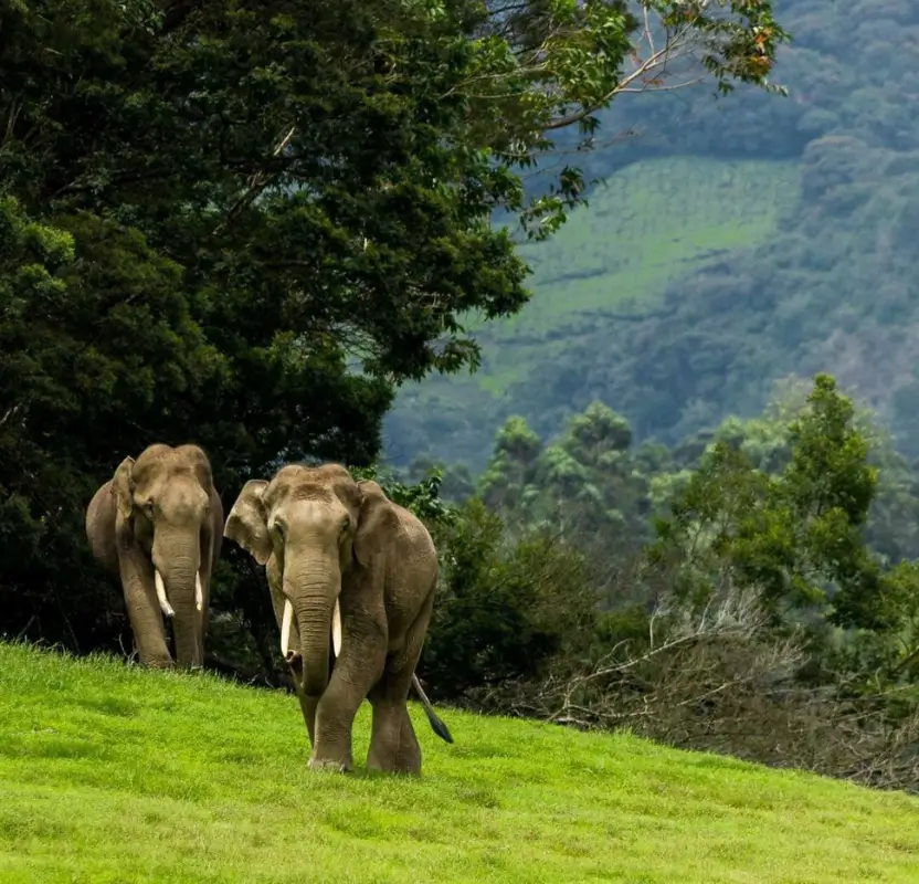luxury-kerala-backwaters-ayurveda-retreat-tour
