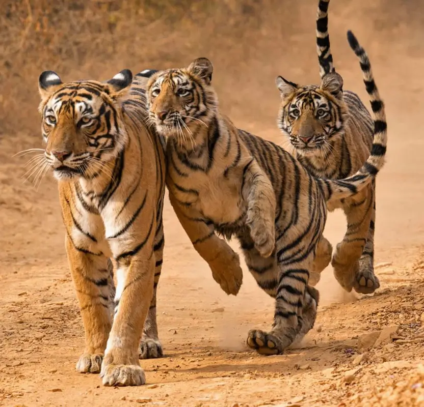 Golden Triangle Tour with Wildlife