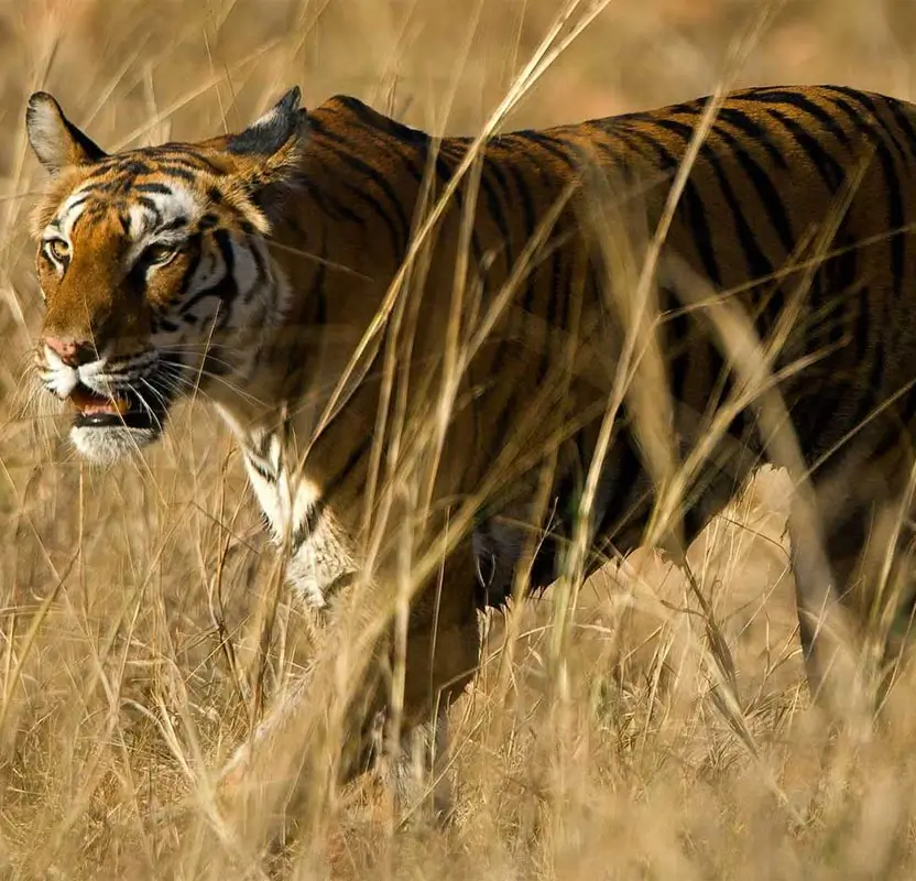 Luxury India Private Jet Tour with Taj Mahal, Tigers & Palaces