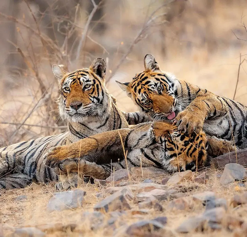 Golden Triangle Tour with Ranthambore