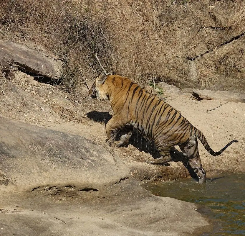 North India Wildlife & Heritage Tour with Golden Triangle & Ranthambore Safari