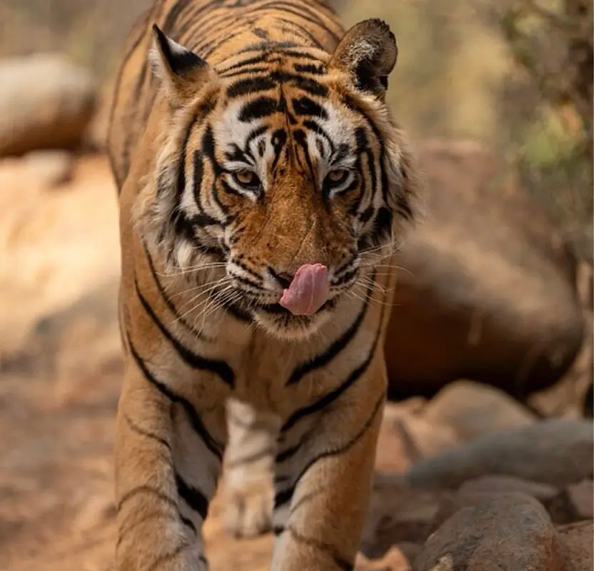 Rajasthan Jeep Safari Tour with Ranthambore Tigers