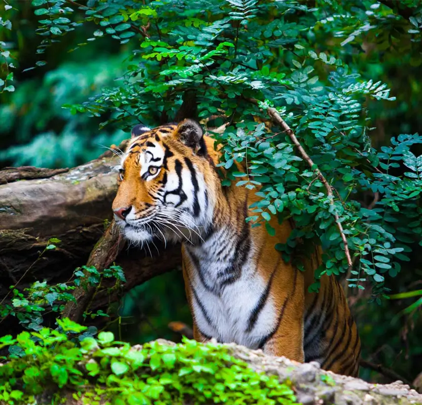 Tigers & Marwar Skies – Private Jet + Jeep Safari