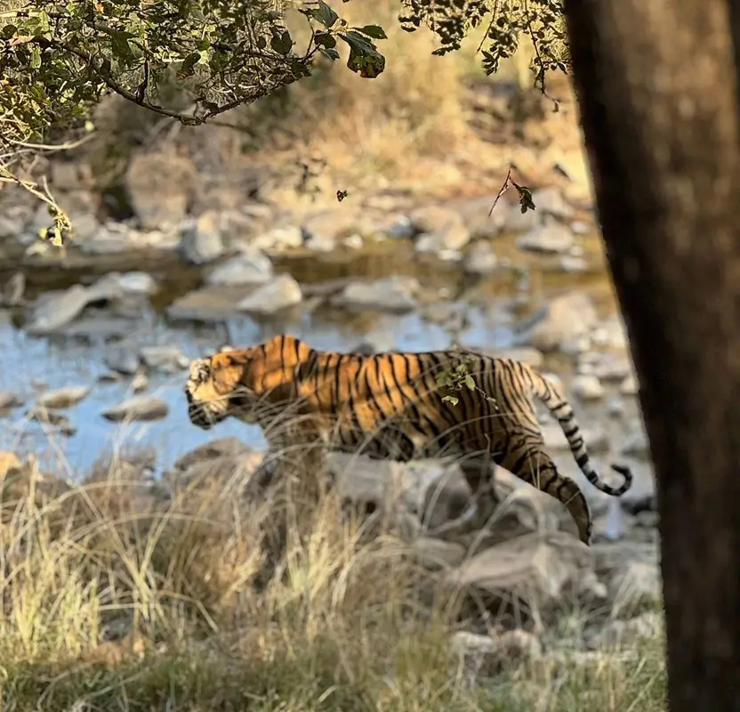 India Wildlife Photography Tiger Safari