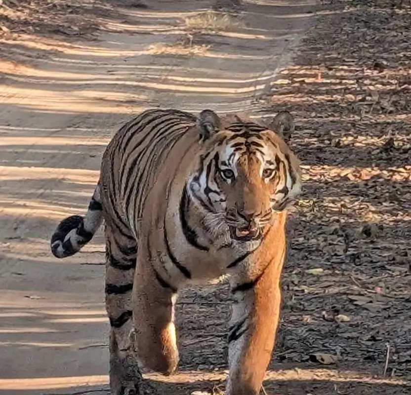 India Wildlife Photography Tiger Safari