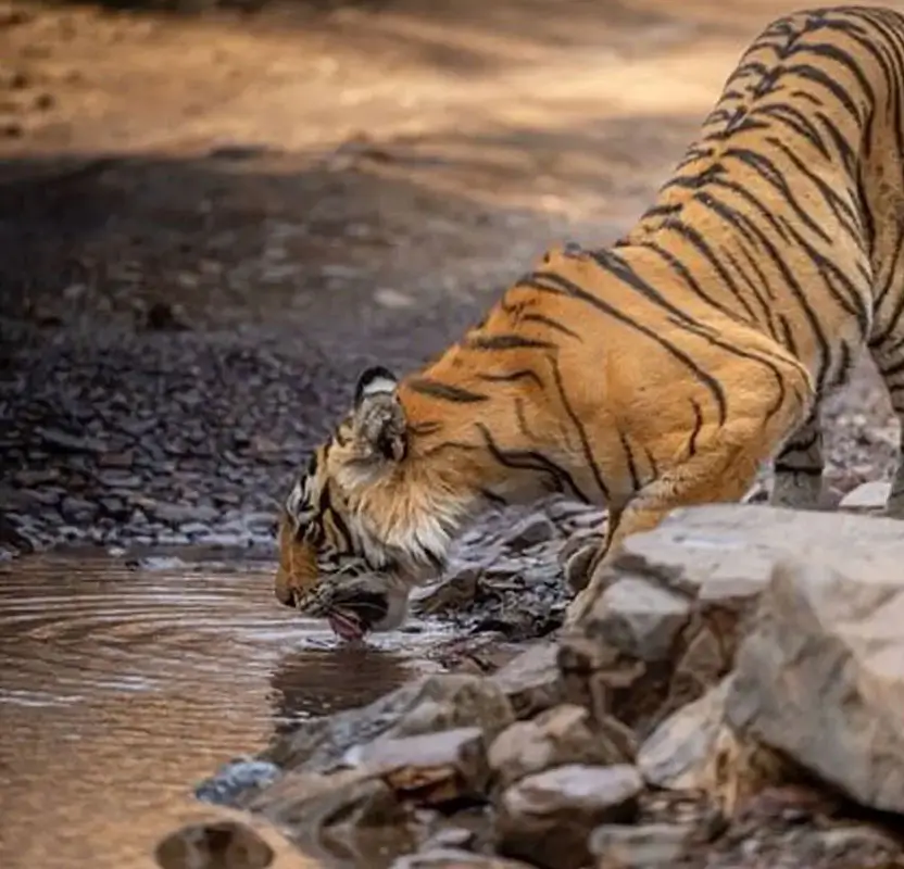 Solo Female Golden Triangle with Tiger Safari