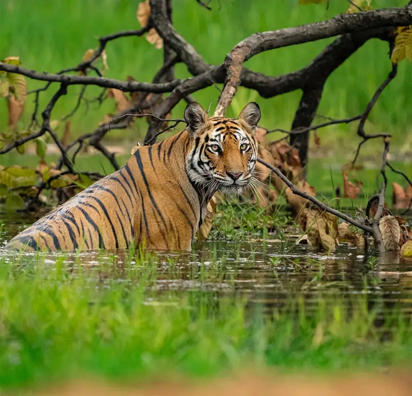 Luxury India Private Jet Tour with Taj Mahal, Tigers & Palaces