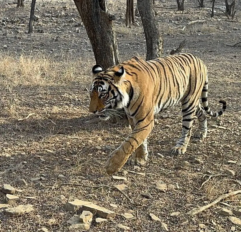 Golden Triangle with Tiger Safari India Tour