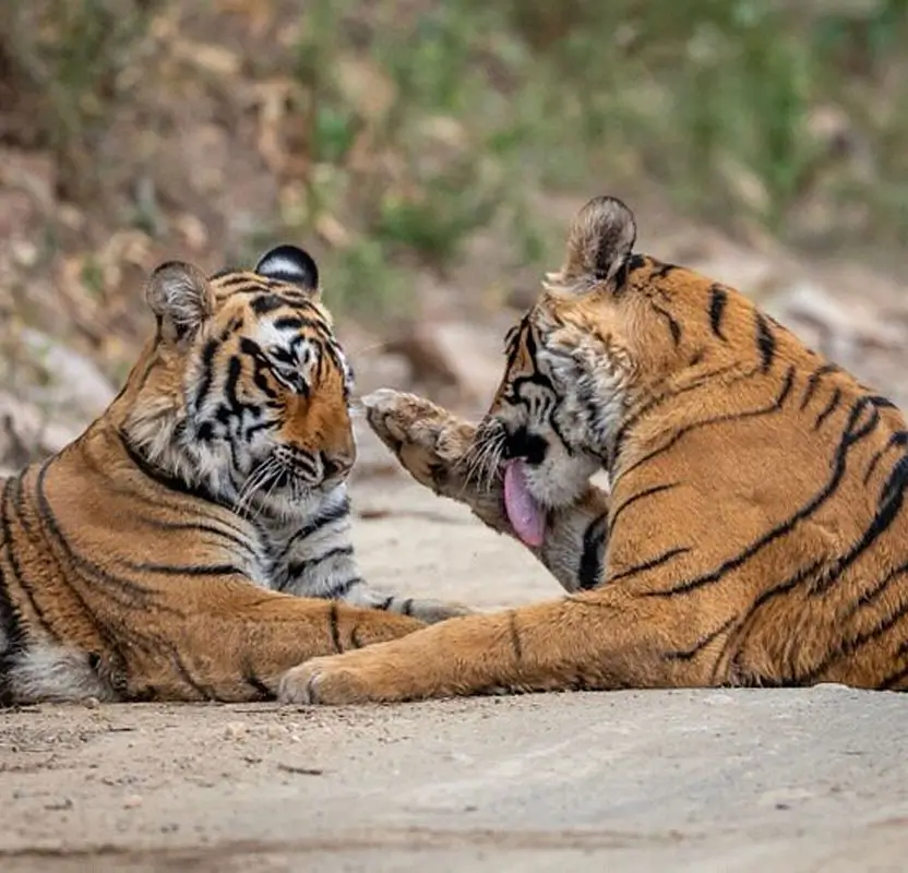 Rajasthan Jeep Safari Tour with Ranthambore Tigers