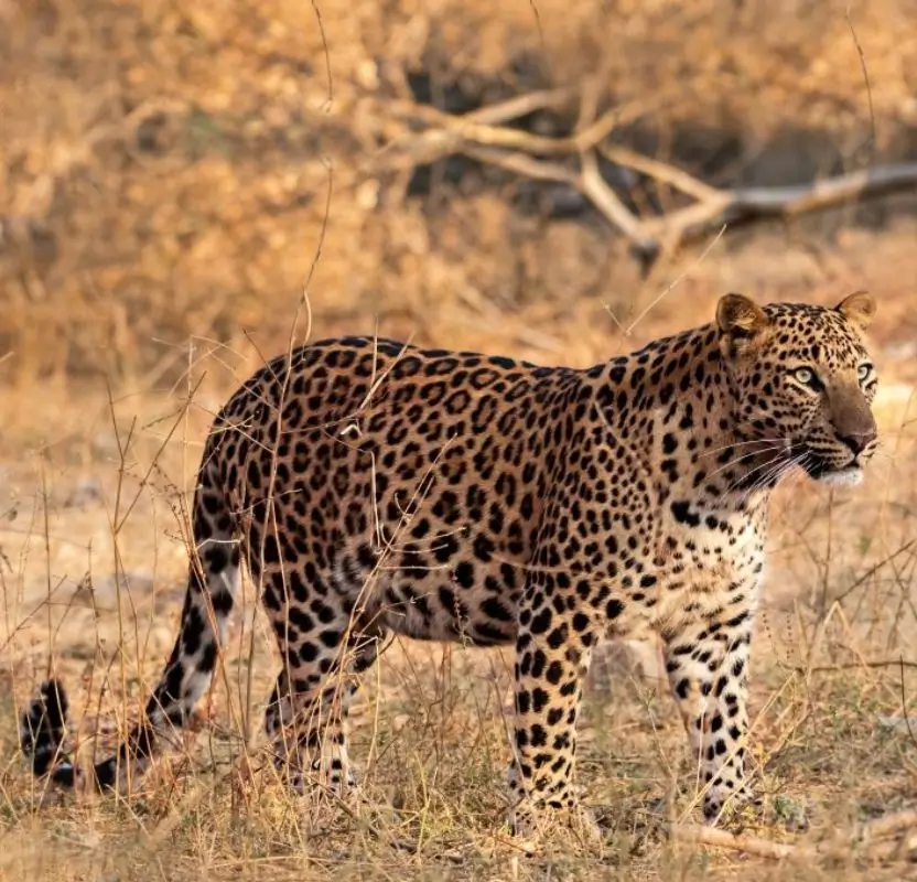 Luxury India Big Cats Safari – Tigers, Leopards & Lions Tour | 15 Days Private Wildlife Expedition