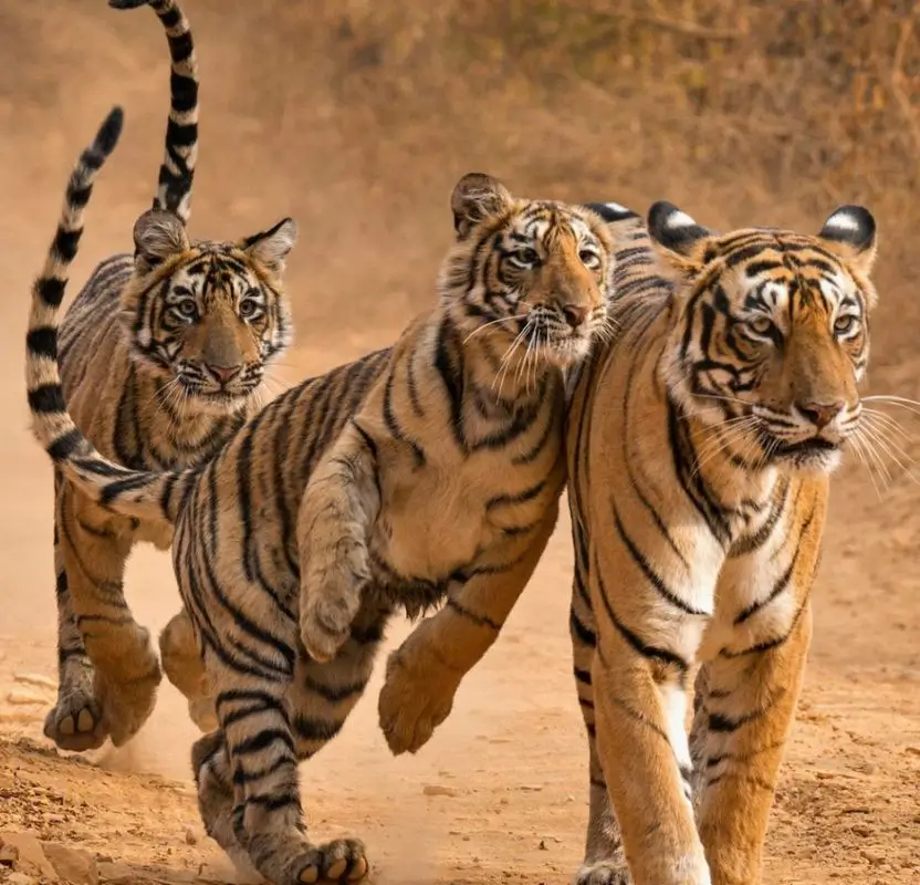 Luxury India Big Cats Safari – Tigers, Leopards & Lions Tour | 15 Days Private Wildlife Expedition