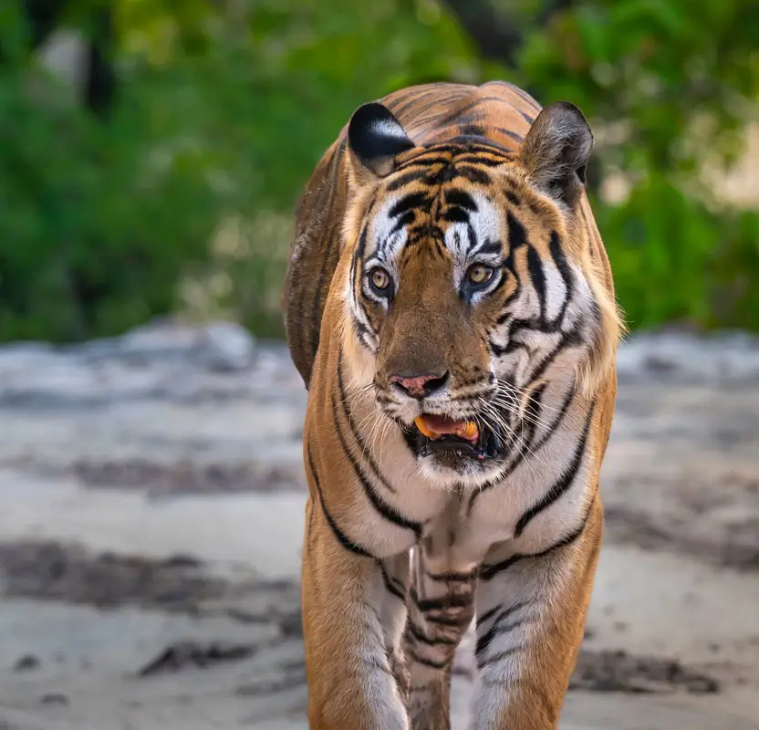 North India Wildlife & Heritage Tour with Golden Triangle & Ranthambore Safari