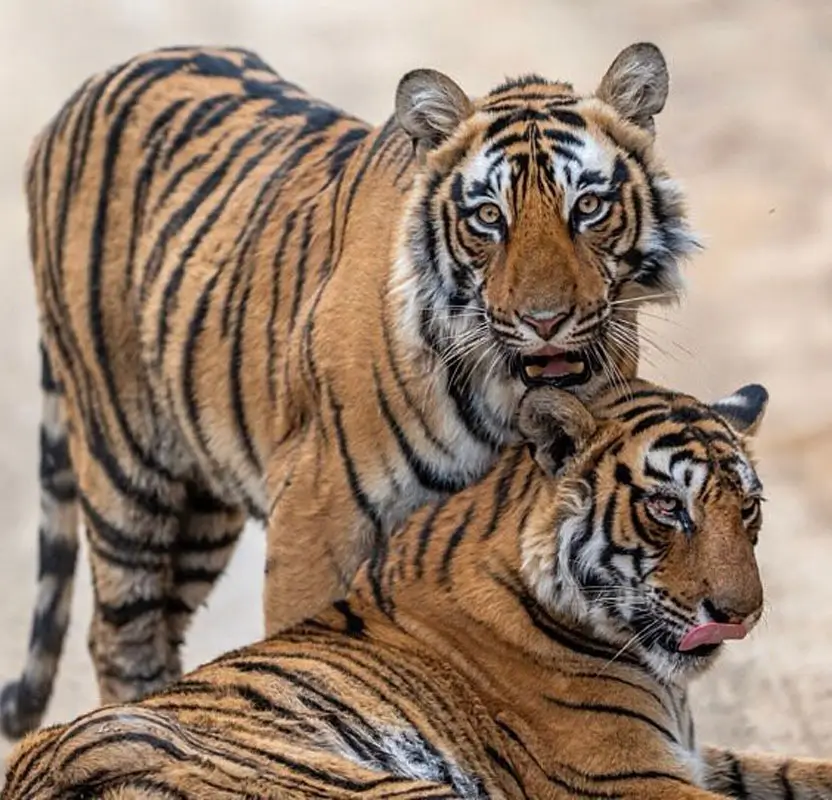 Luxury Tiger Safari in Ranthambore with Premium Resort Stay