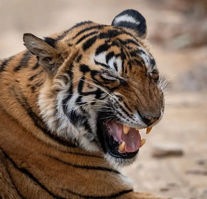 Tiger & Taj Mahal Tour – Delhi, Agra & Ranthambore