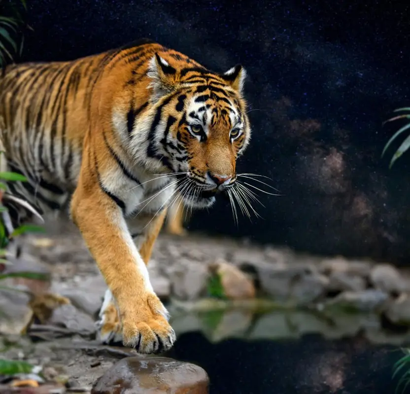 Golden Triangle Tour with Wildlife