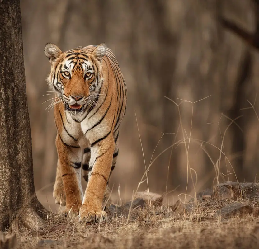 Golden Triangle Tour with Ranthambore