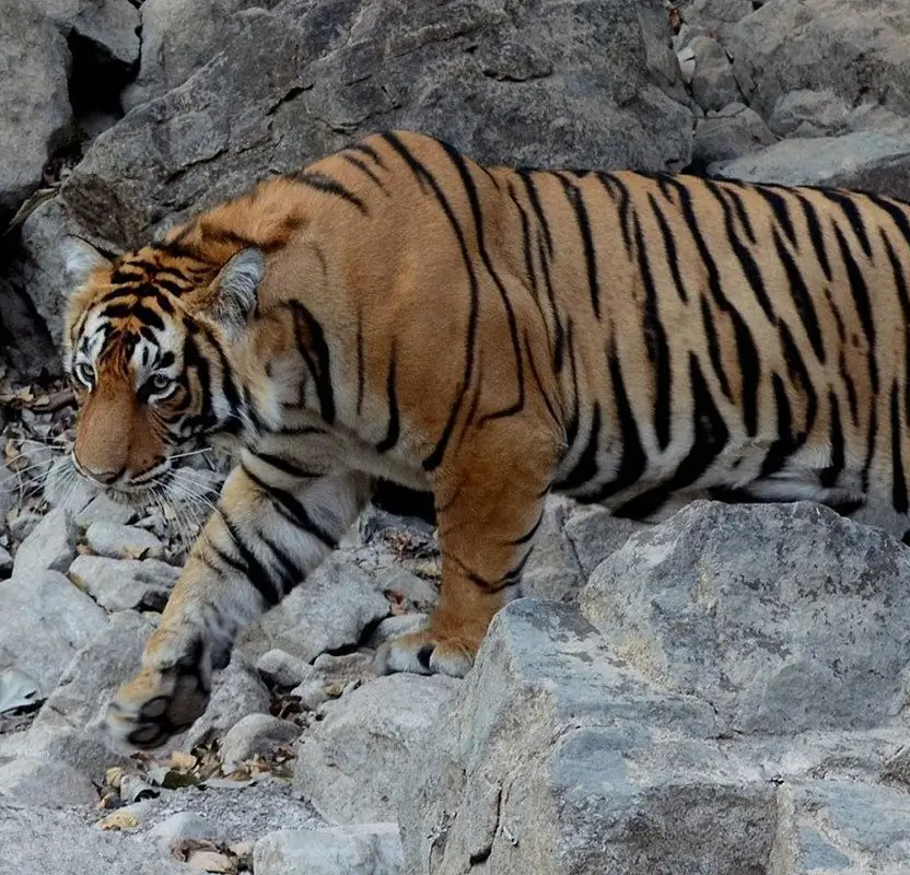 Accessible Golden Triangle & Ranthambore Wildlife Safari