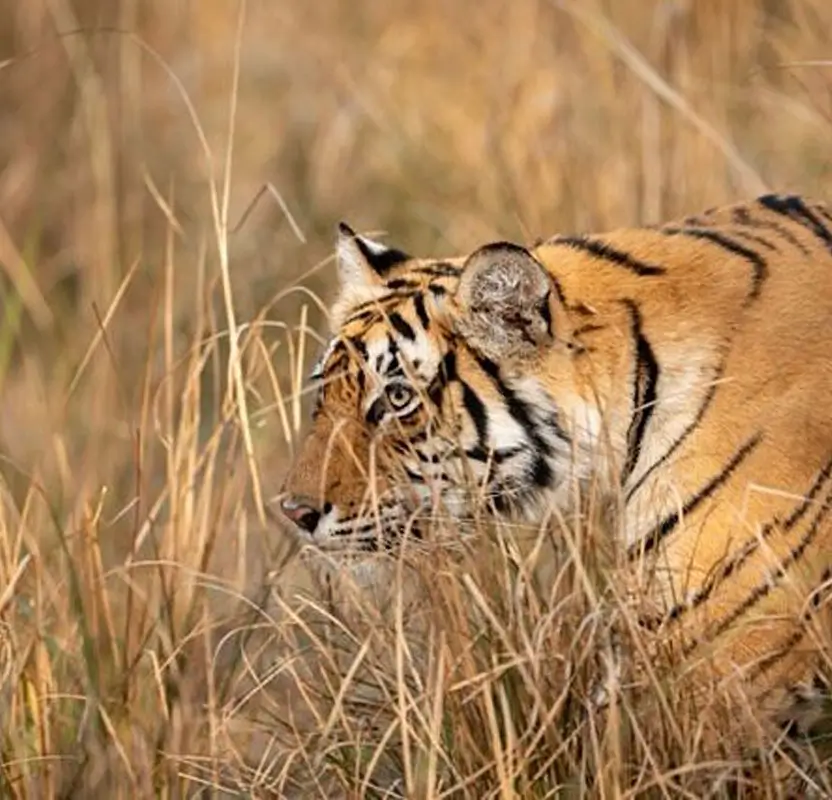 Luxury Tiger Safari in Ranthambore with Premium Resort Stay