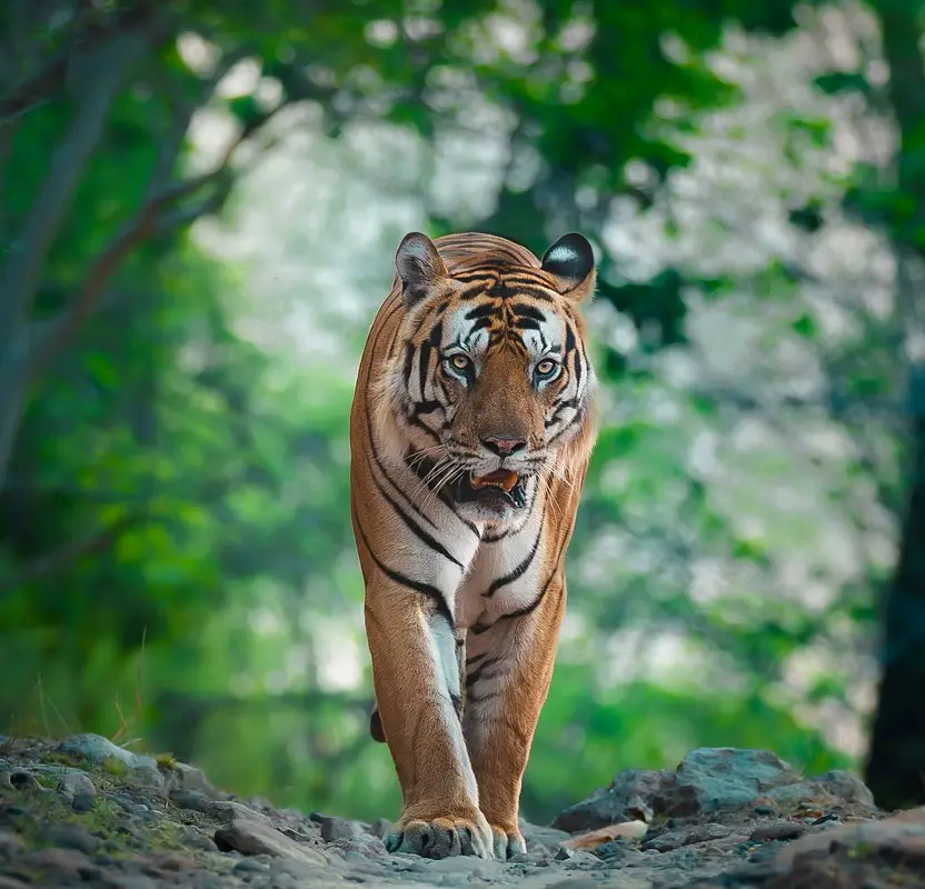 Golden Triangle with Tiger Safari India Tour