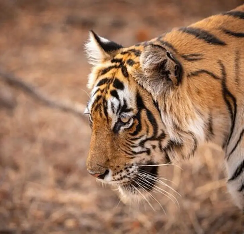 Luxury Tiger Safari in Ranthambore with Premium Resort Stay