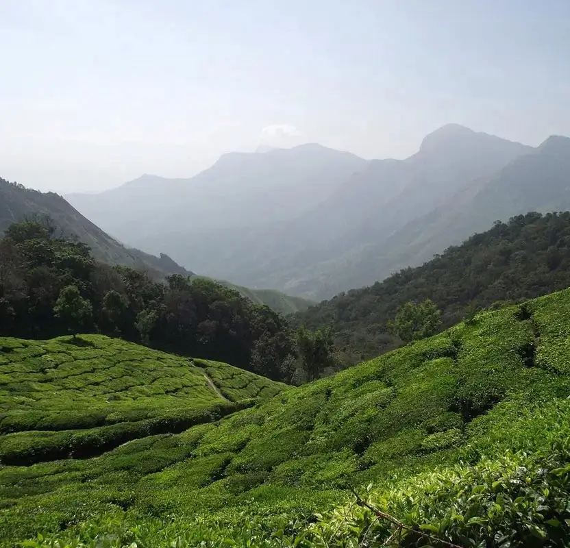 Tamil Nadu to Kerala: Temples, Tea & Backwaters