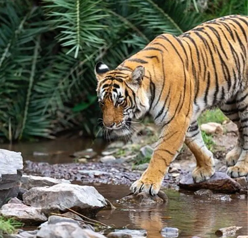 North India Wildlife & Heritage Tour with Golden Triangle & Ranthambore Safari