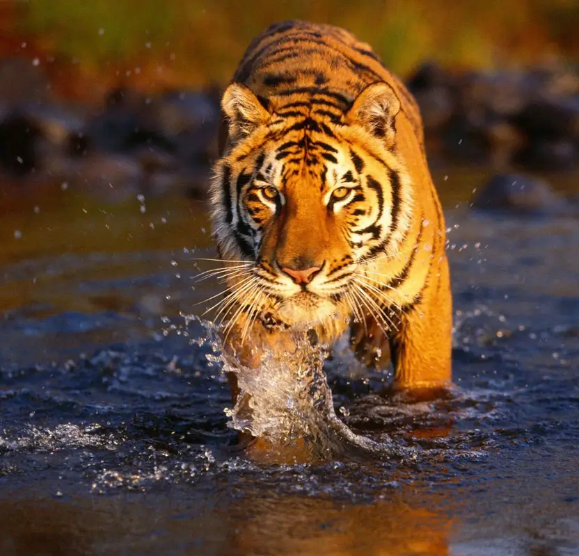 Golden Triangle Tour with Wildlife