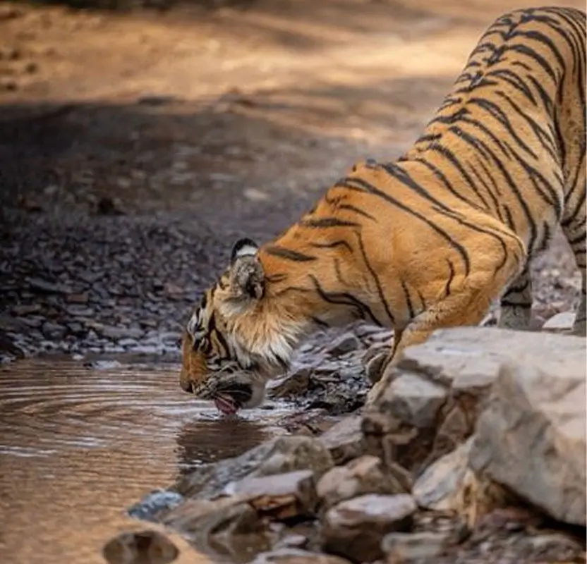 Luxury Tiger Safari in Ranthambore with Premium Resort Stay