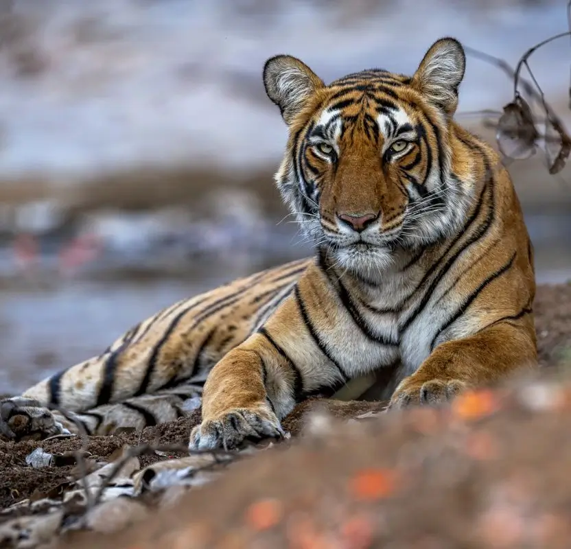 Luxury Rajasthan Wildlife Tour with Ranthambore & Jawai Leopard Safari | 11 Days Private Safari Journey