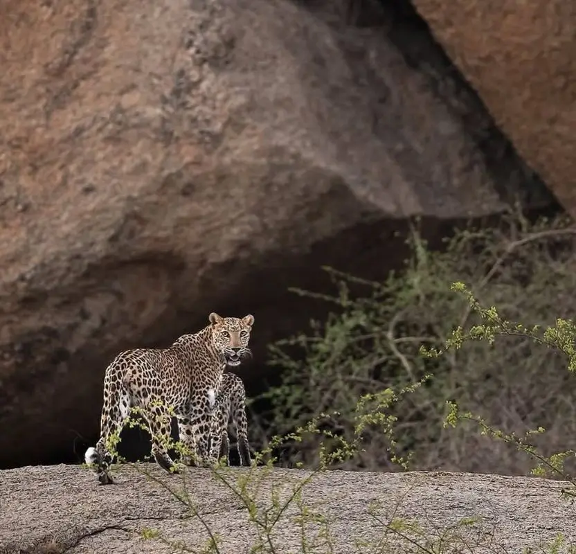 Luxury Rajasthan Wildlife Tour with Ranthambore & Jawai Leopard Safari | 11 Days Private Safari Journey