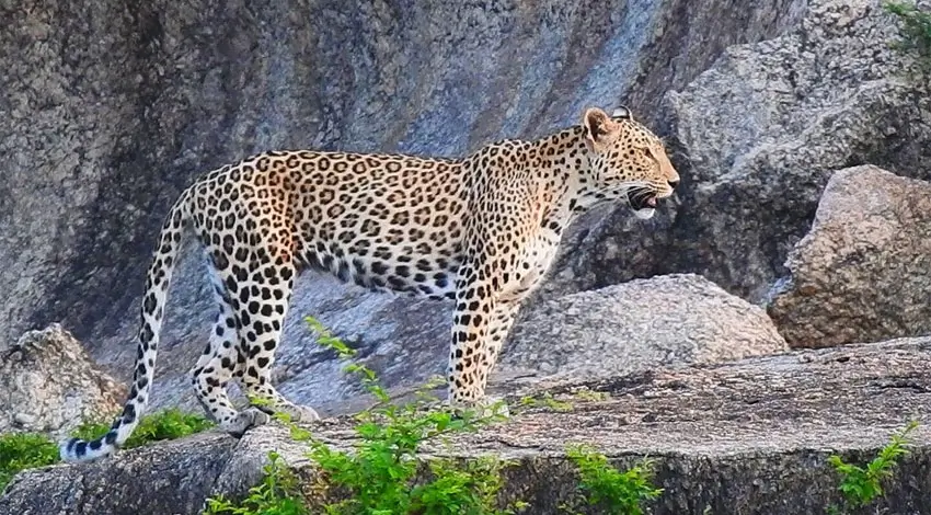 Leopard Safari