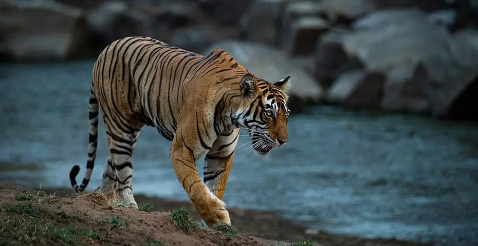 Ranthambore