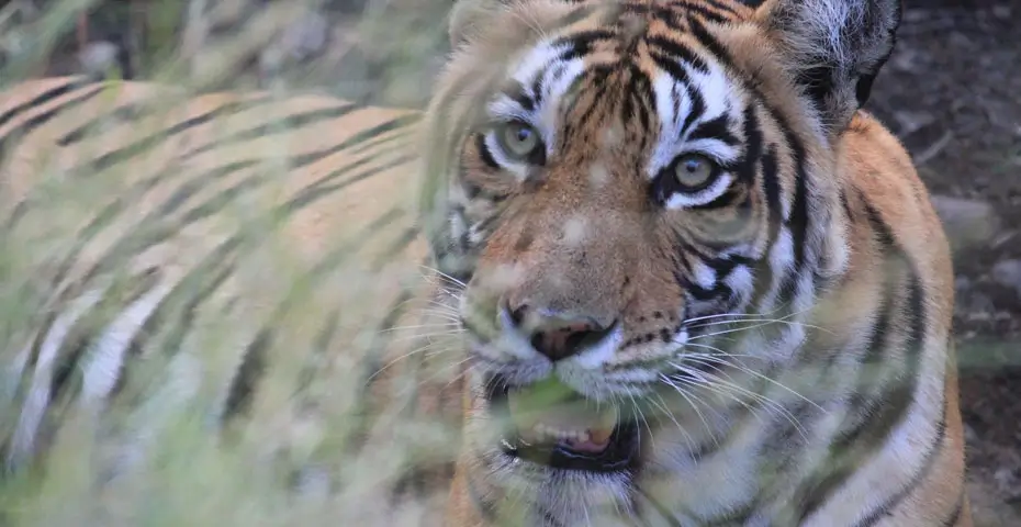 Ranthambore-National