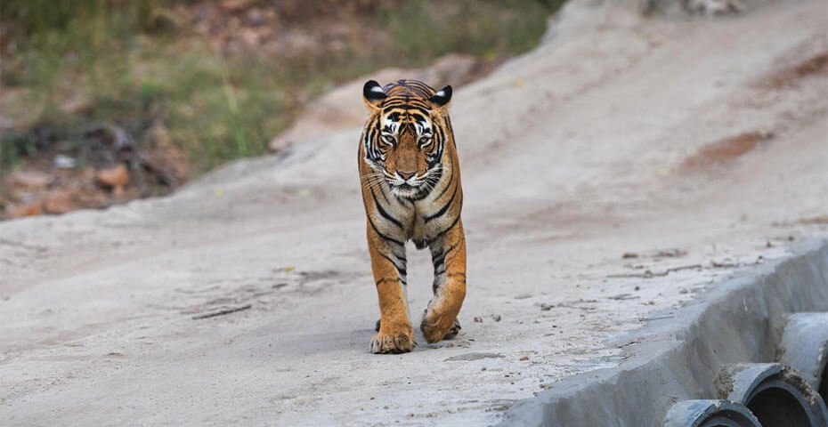 Ranthambore Zone 2
